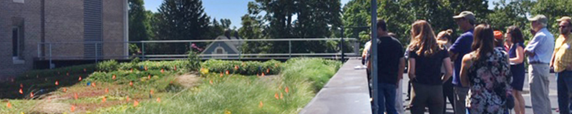 green roof