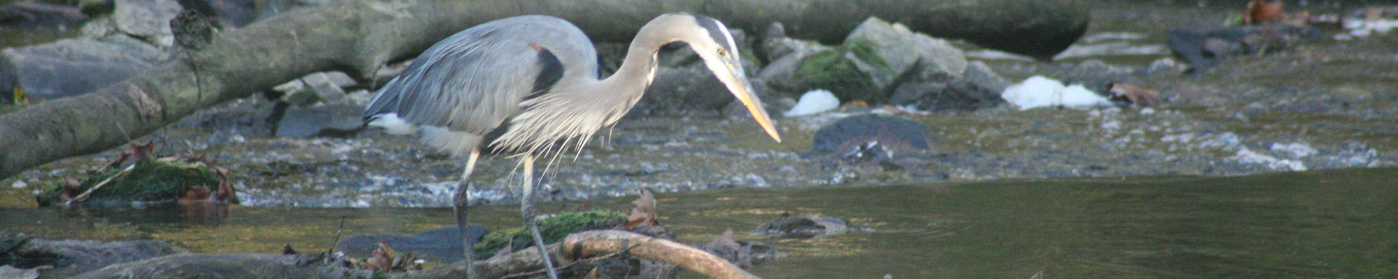 bird in water