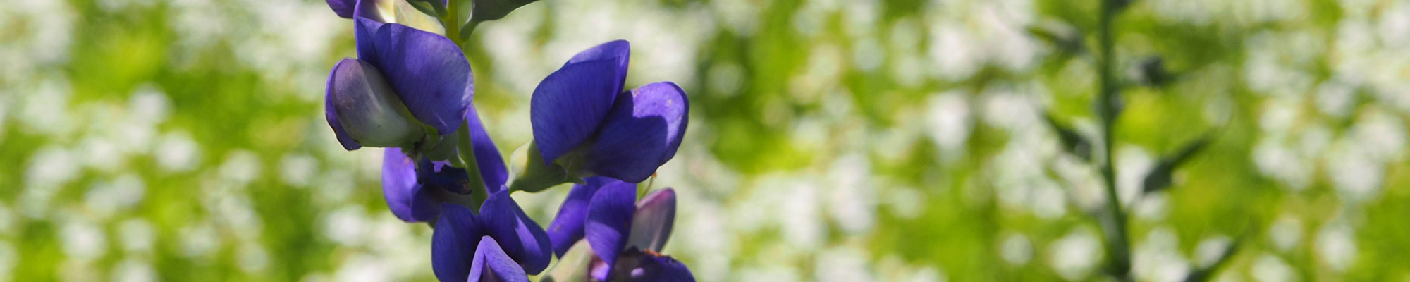 purple flower