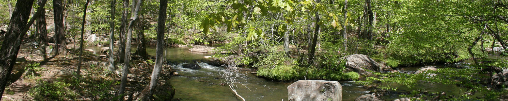 stream with rocks, trees, and branches