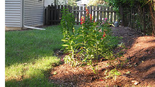 rain garden