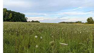 field with flowers